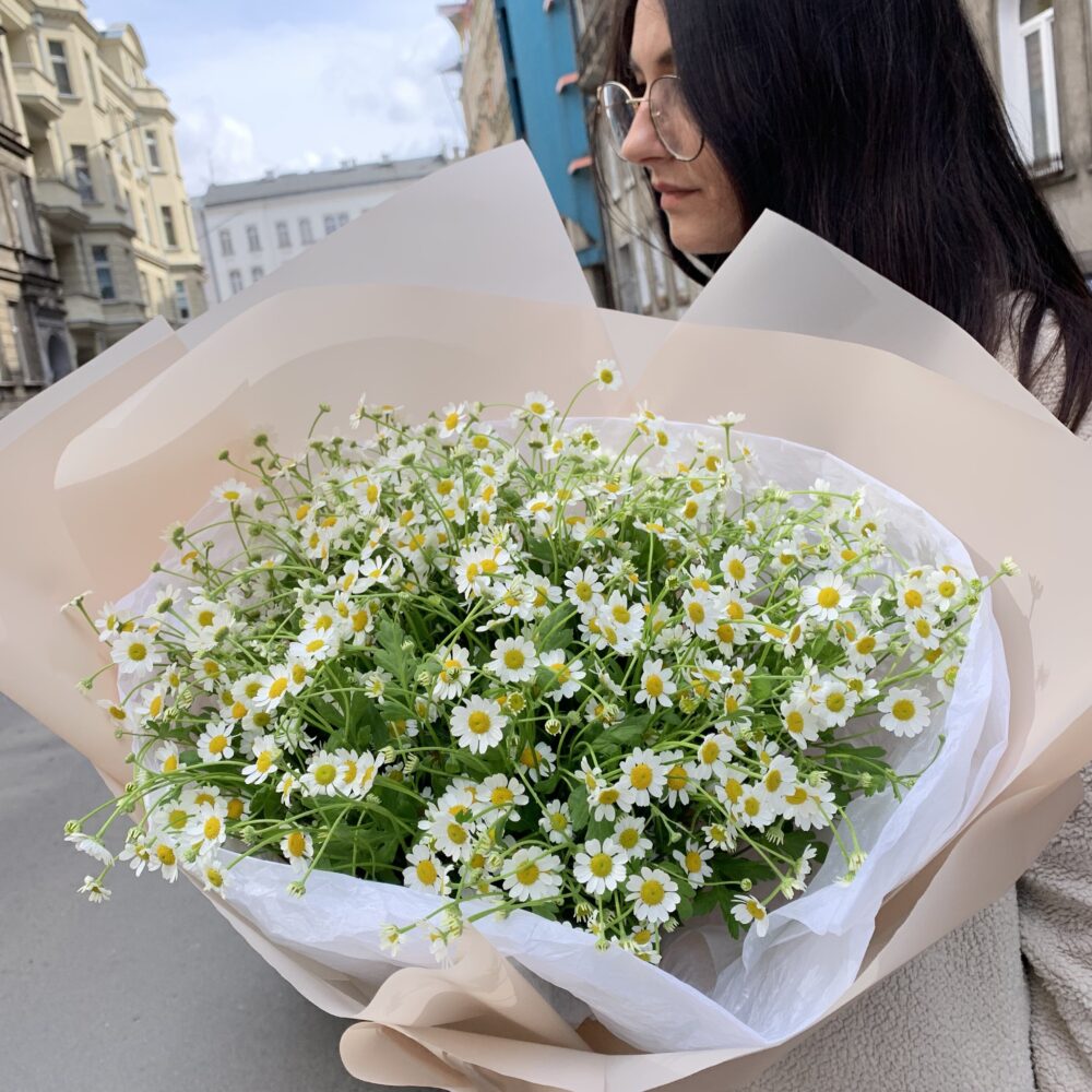 FIELD CHAMOMILE